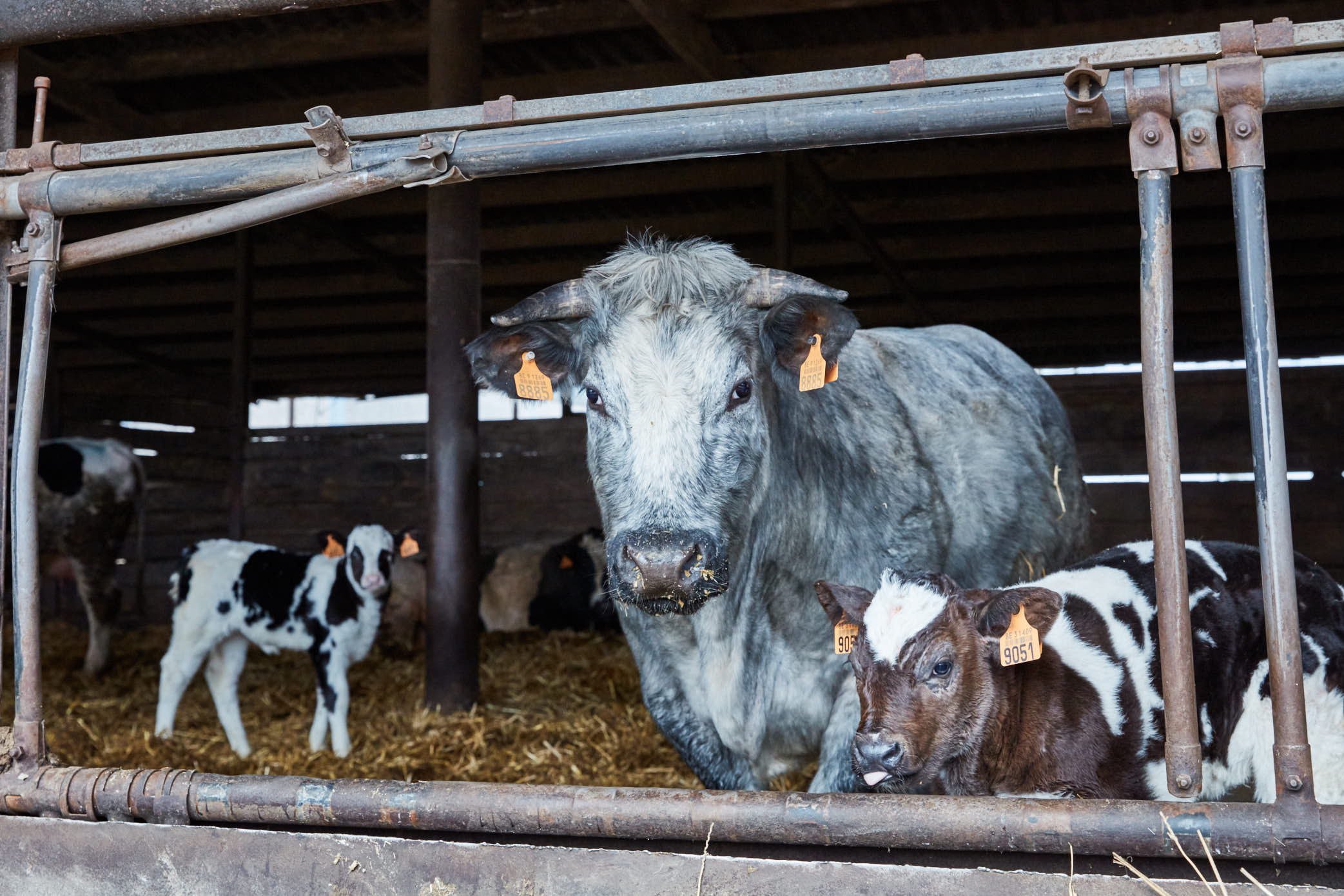 Moeder met kalveren op de hoeve